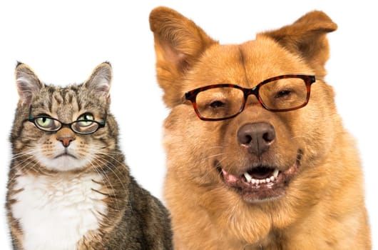 Dog and cat on white background wearing glasses