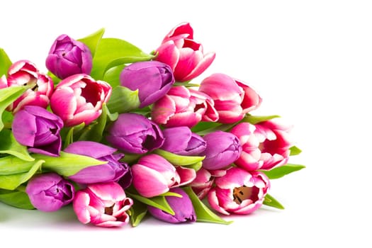 colourful tulips on white background