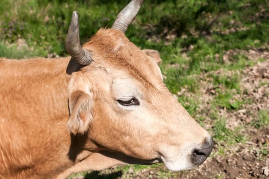 Head of cow closeup on rural background