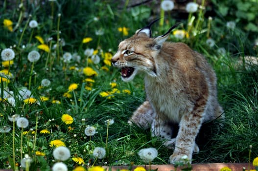 Lynx
