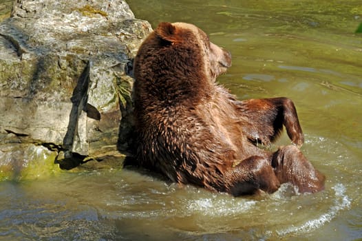 Brown bear