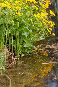 Yellow flowers on the edge of a pond