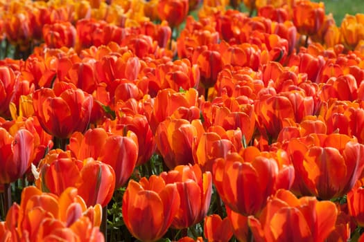 Orange tulips in a bed in the park