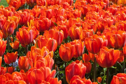 Orange tulips in a bed in the park