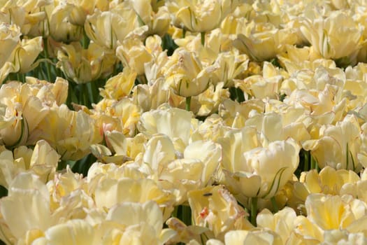 Yellowish-white tulips in a bed in the park