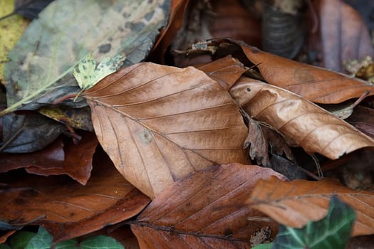 Brown autumn leaves on the ground with other leaves