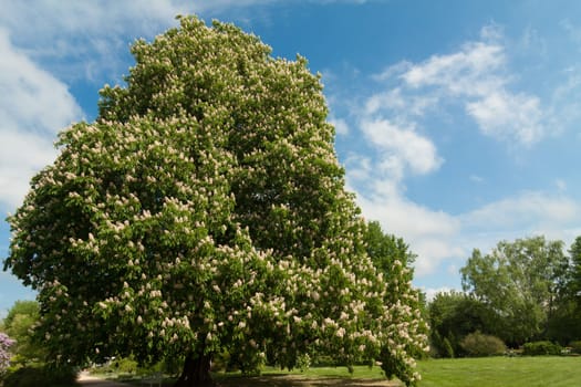 Large chestnut tree in the park in full bloom