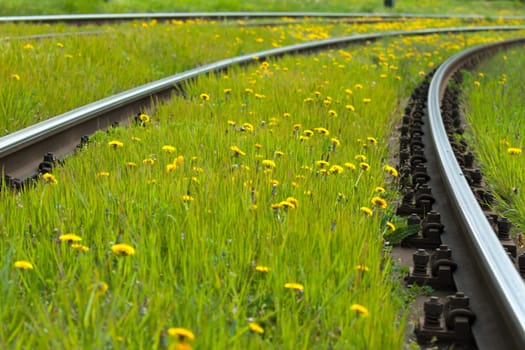 Dandelion flowers between the tracks of the tram