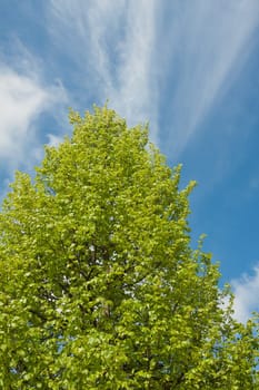 Upper part of a lime tree with blue sky