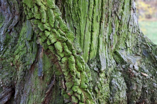 Green discolored bark of a tree trunk