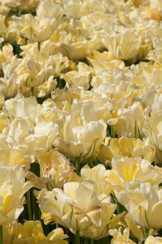 Yellowish-white tulips in a bed in the park