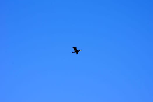 The photograph of a cormorant flying over the water.