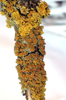 The macro close-up of lichens on a branch.