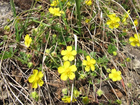 Flowering Spring Fingerwort