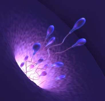 Stylized illustration of various sperm going to meet the egg in the process of human fertilization.