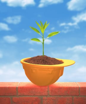 Planting inside the helmet. Concept of environmental preservation.