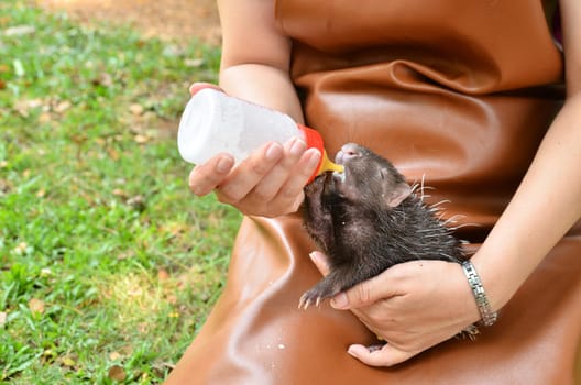 zookeeper take care and feeding baby porcupine