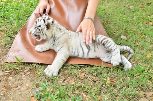 zookeeper take care and feeding baby white tiger
