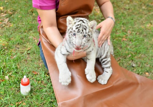 zookeeper take care and feeding baby white tiger