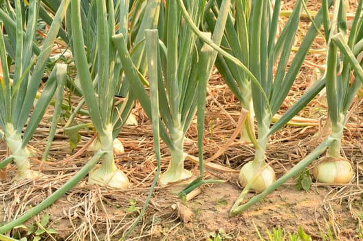 onion field