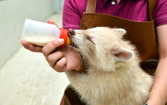 zookeeper take care and feeding baby albino raccoon