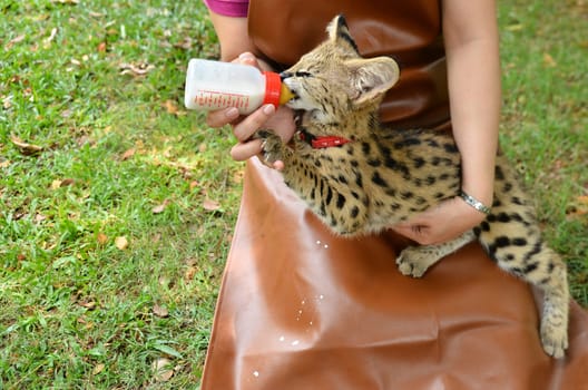 zookeeper take care and feeding baby serval