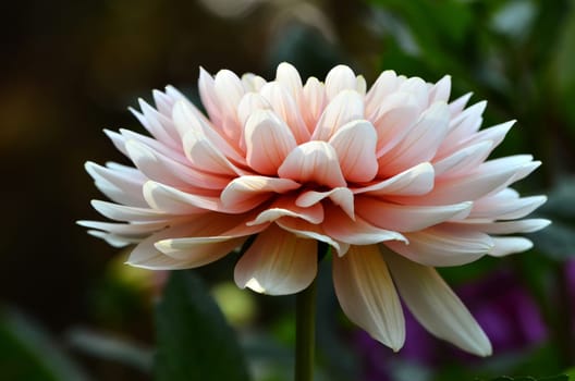 close up of blooming dahlia flower