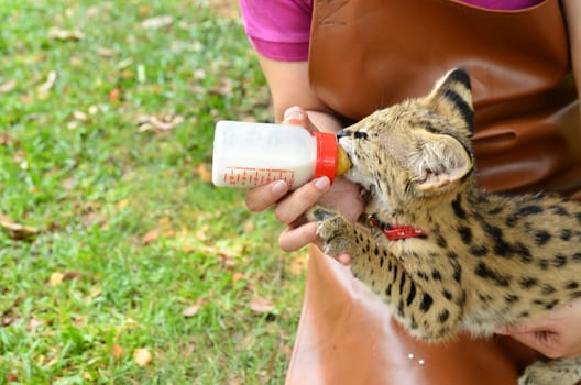 zookeeper take care and feeding baby serval
