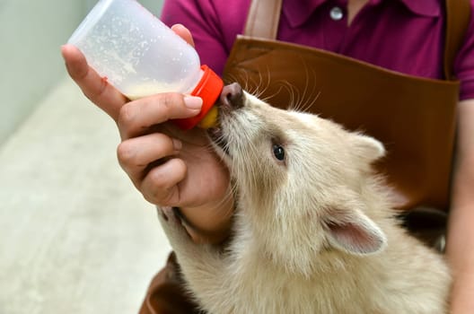 zookeeper take care and feeding baby albino raccoon