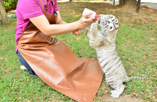 zookeeper take care and feeding baby white tiger
