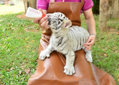zookeeper take care and feeding baby white tiger