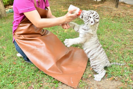 zookeeper take care and feeding baby white tiger