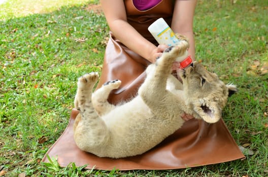 zookeeper take care and feeding baby lion