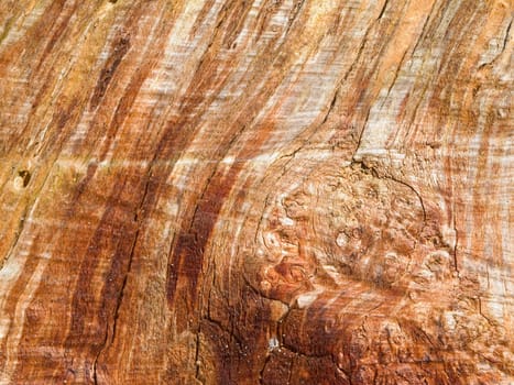 format-filling page view on an old and barkless tree stump
