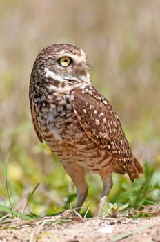 Rabbit owl