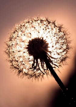 Pusteblume