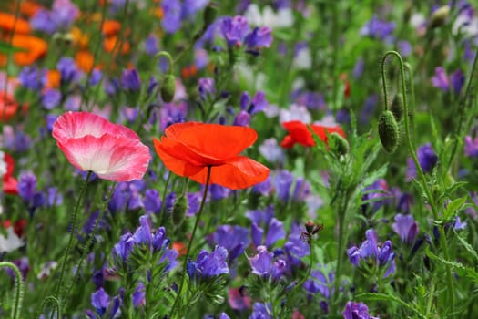 Meadow flowers with corn flower,poppy . .