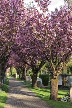 Alley with footpath