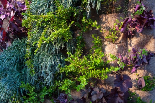View of variuos plants in the vertical garden