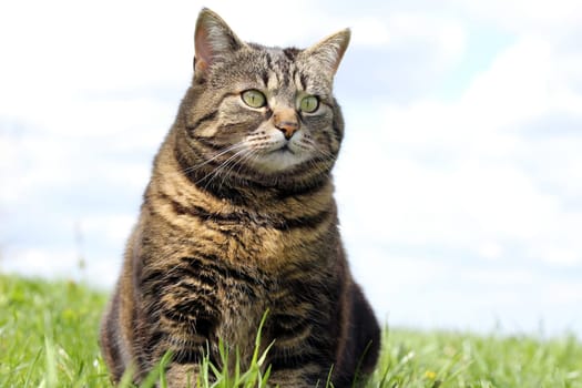 The Hunter