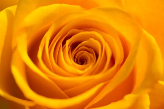 Detail of a single orange rose.