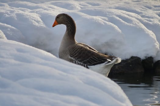 GrayGan's rear view in the pond