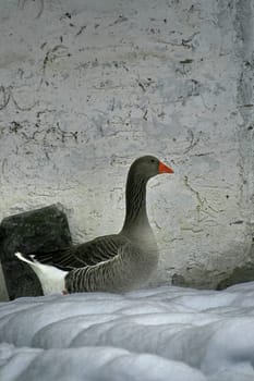 Grey goose from the side