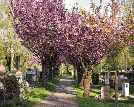 Alley with footpath