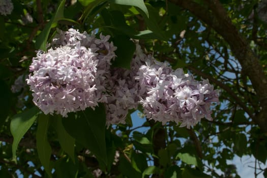 beautiful purple lilac blossom on a bush