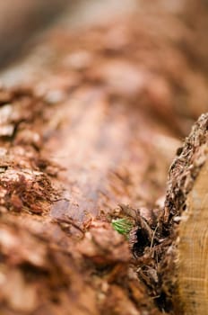 Close-up of a freshly felled tree trunk with fresh lout shoots in focus  Direction of view diagonally running backwards into the blur