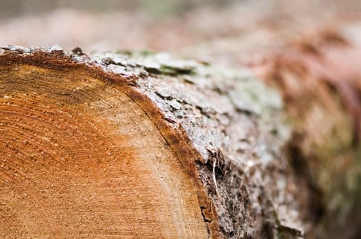 Close-up of a freshly felled tree trunk  Direction of view frontal to a quarter circle section of the annual rings diagonally running backwards into the blur