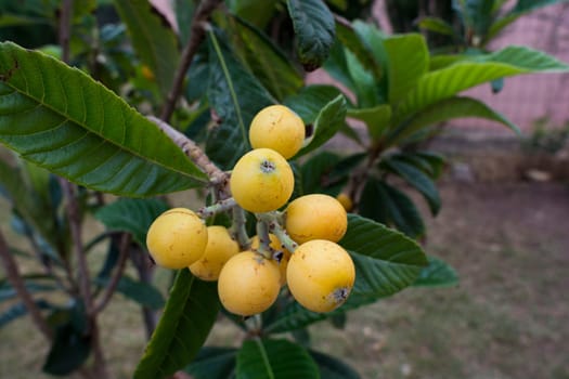 tree of  loquat with the fruits
