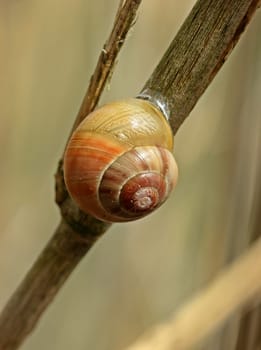 Garden ribbon snail (Cepaea hortensis)