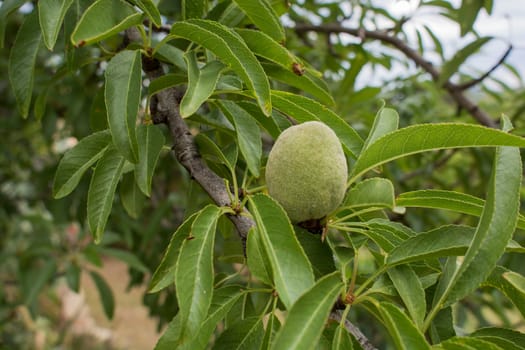 tree of almond tree with the fruits